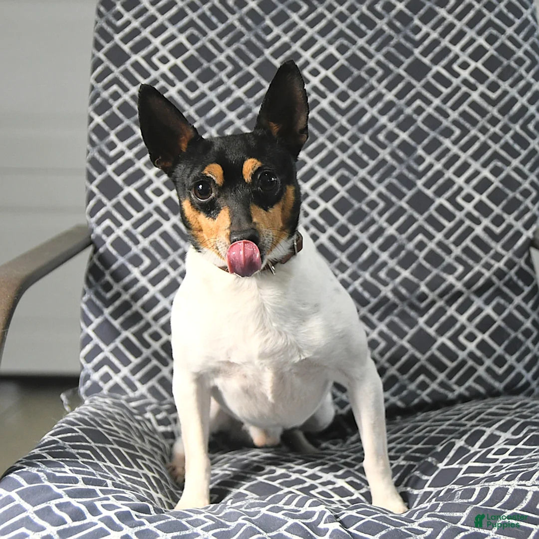 Toy Fox Terrier dogs for sale: Garth - Ad 7