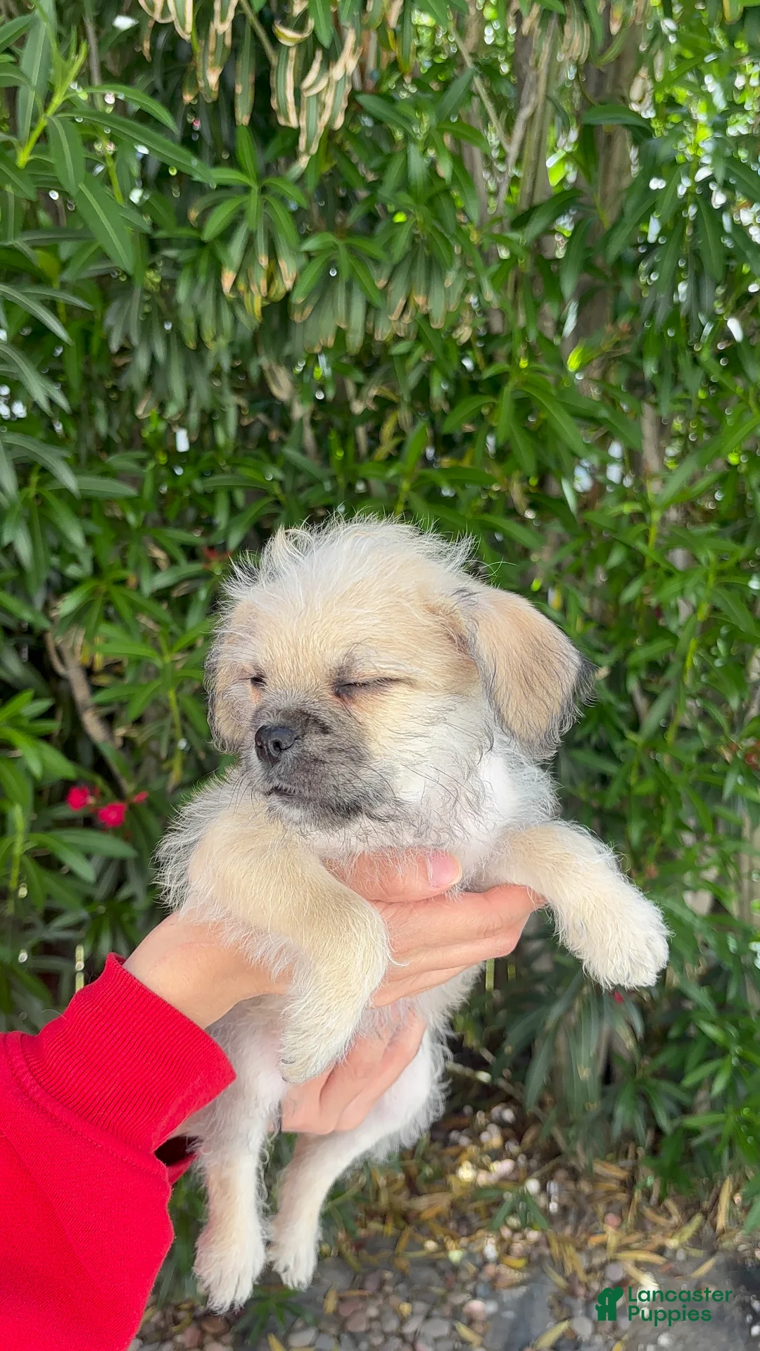 Mixed Breed dogs for sale: Nala 🤎 - Ad 2