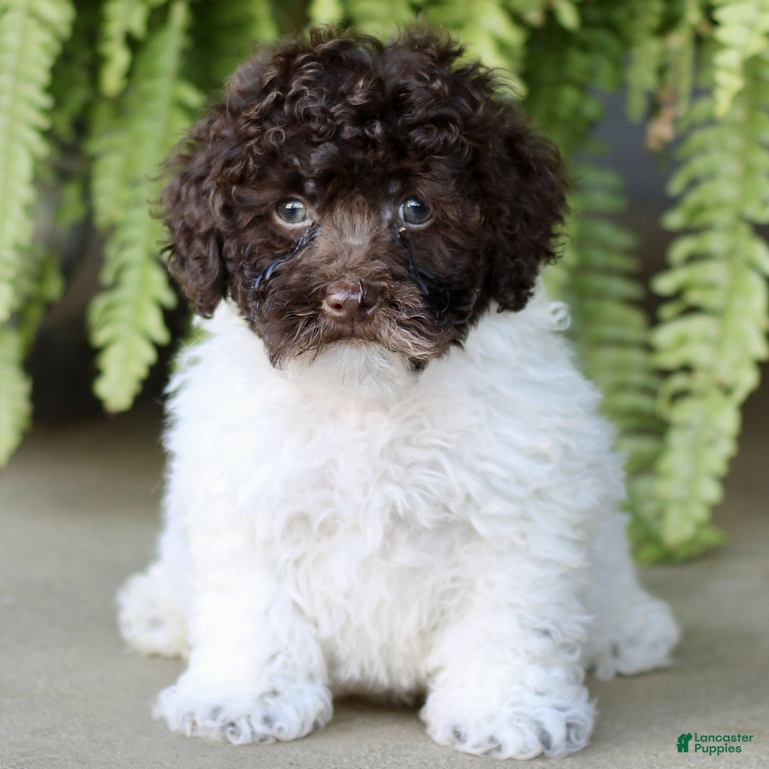 Shihpoo dogs for sale: Petey  - Ad 1