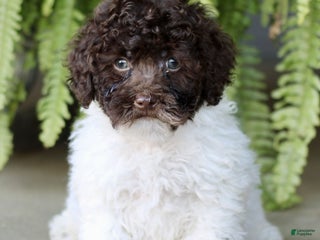 Shihpoo dogs Petey - Ad 26