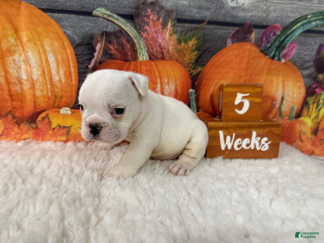 English Bulldog dogs for sale: Casper - Ad 5