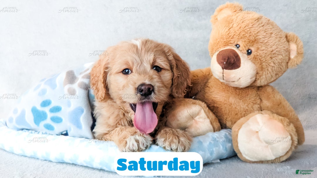 Goldendoodle dogs for sale: Saturday - Ad 1