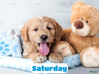 Goldendoodle dogs Saturday - Ad 15