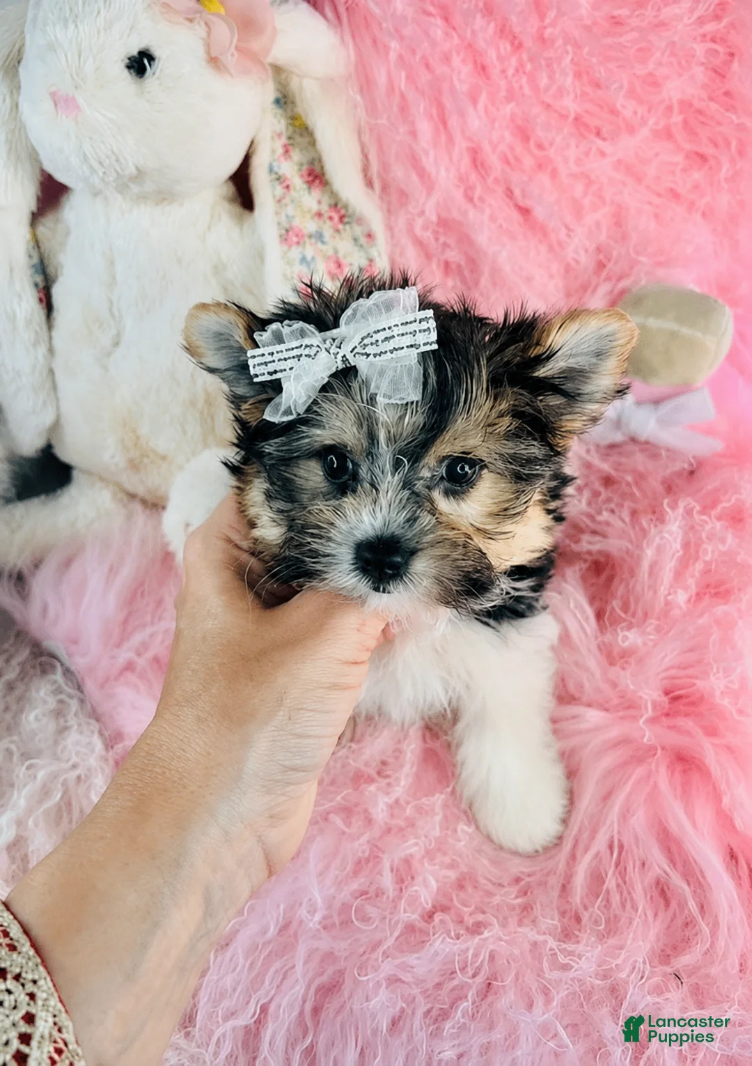 Biewer Terrier dogs for sale: Biewer Terrier 1 - Ad 3