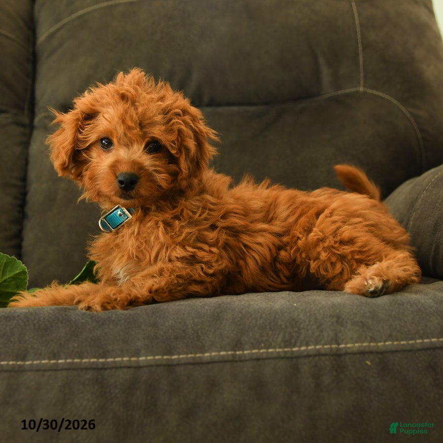 Miniature Labradoodle dogs for sale: Patsy - Ad 2