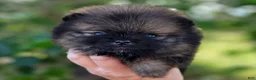 Pomeranian dogs for sale: Pomeranian Puppy 1 - Ad 3