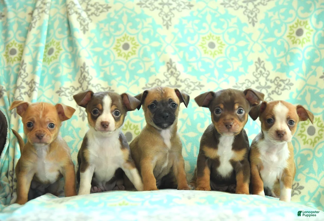 Gallery Image {{count}}