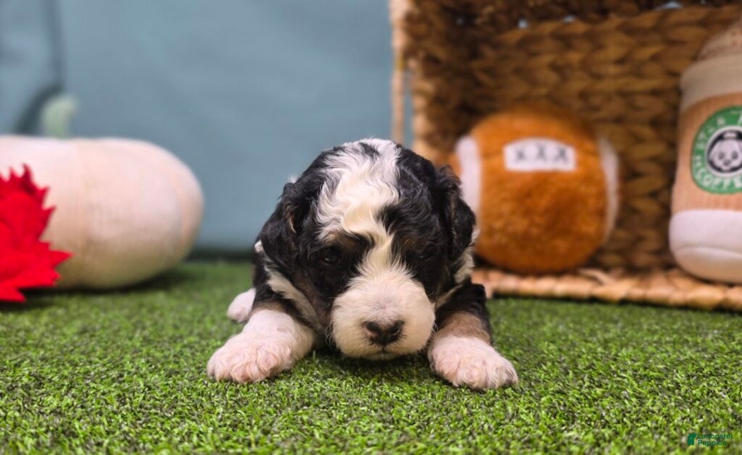 Mini Bernedoodle dogs for sale: Elsie - Ad 2