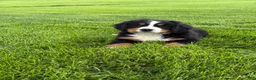 Bernese Mountain Dog dogs for sale: Ollie  - Ad 2