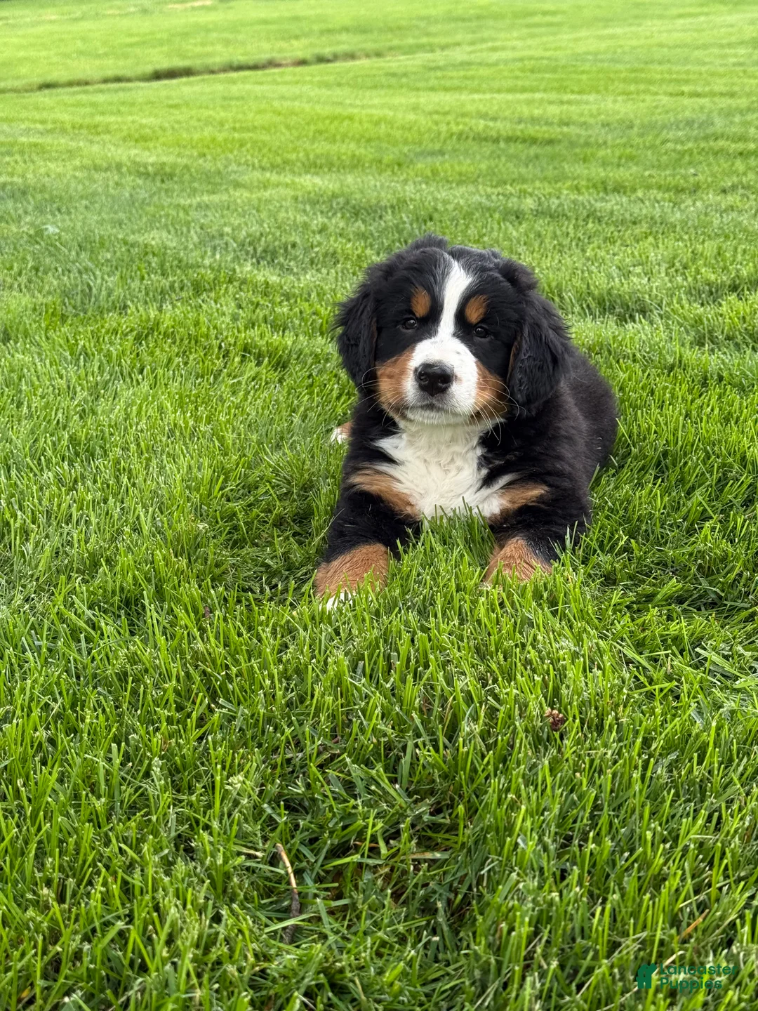 Bernese Mountain Dog dogs for sale: Ollie  - Ad 2