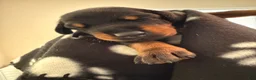 Doberman Pinscher dogs for sale: Lyra-Purple Collar - Ad 2