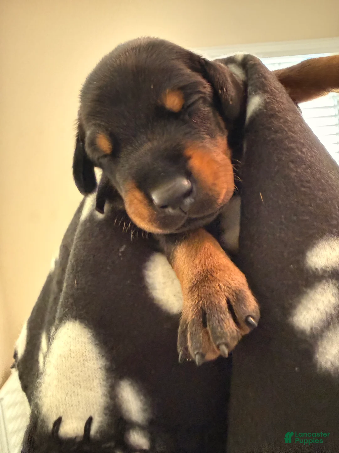 Doberman Pinscher dogs for sale: Lyra-Purple Collar - Ad 2