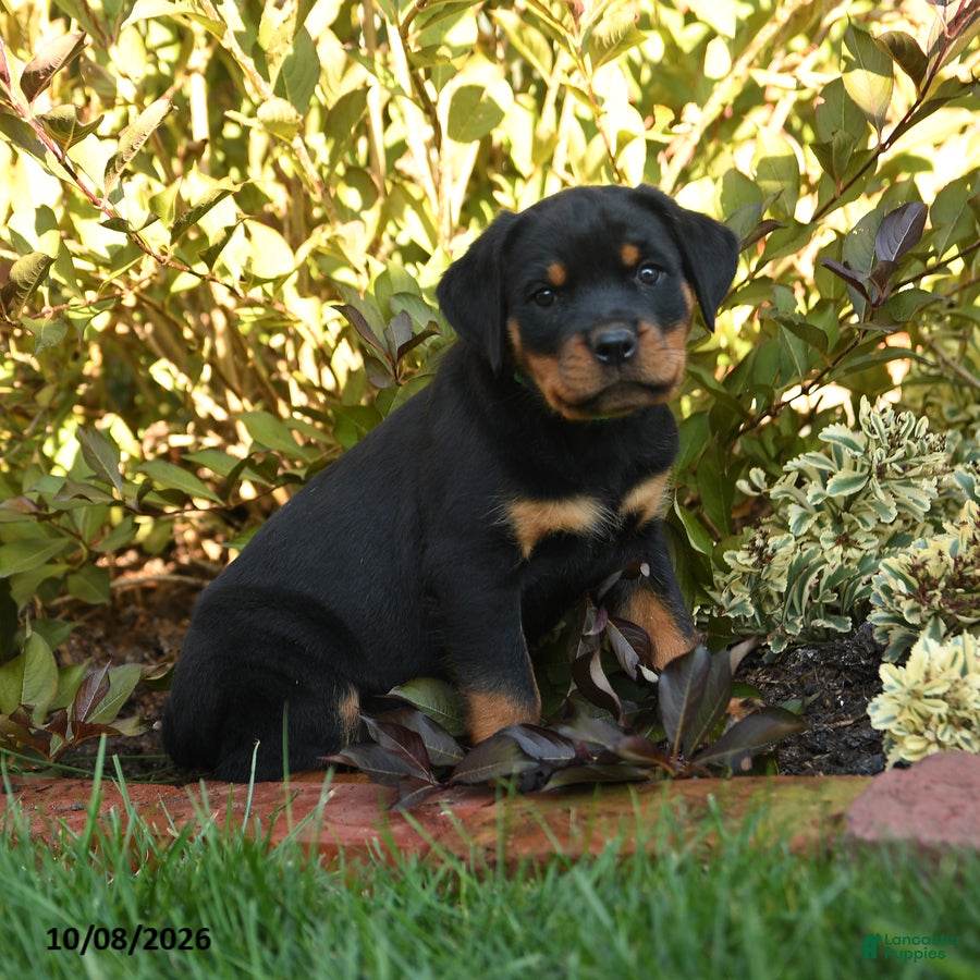 Rottweiler dogs Pennelope  - Ad 1