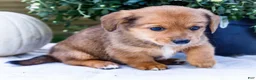 Mixed Breed dogs for sale: Coco - Ad 32
