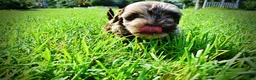 Havapoo dogs for sale: Heavenly - Ad 23