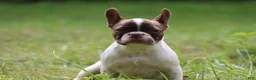 French Bulldog dogs for sale: Luna / girl - Ad 3