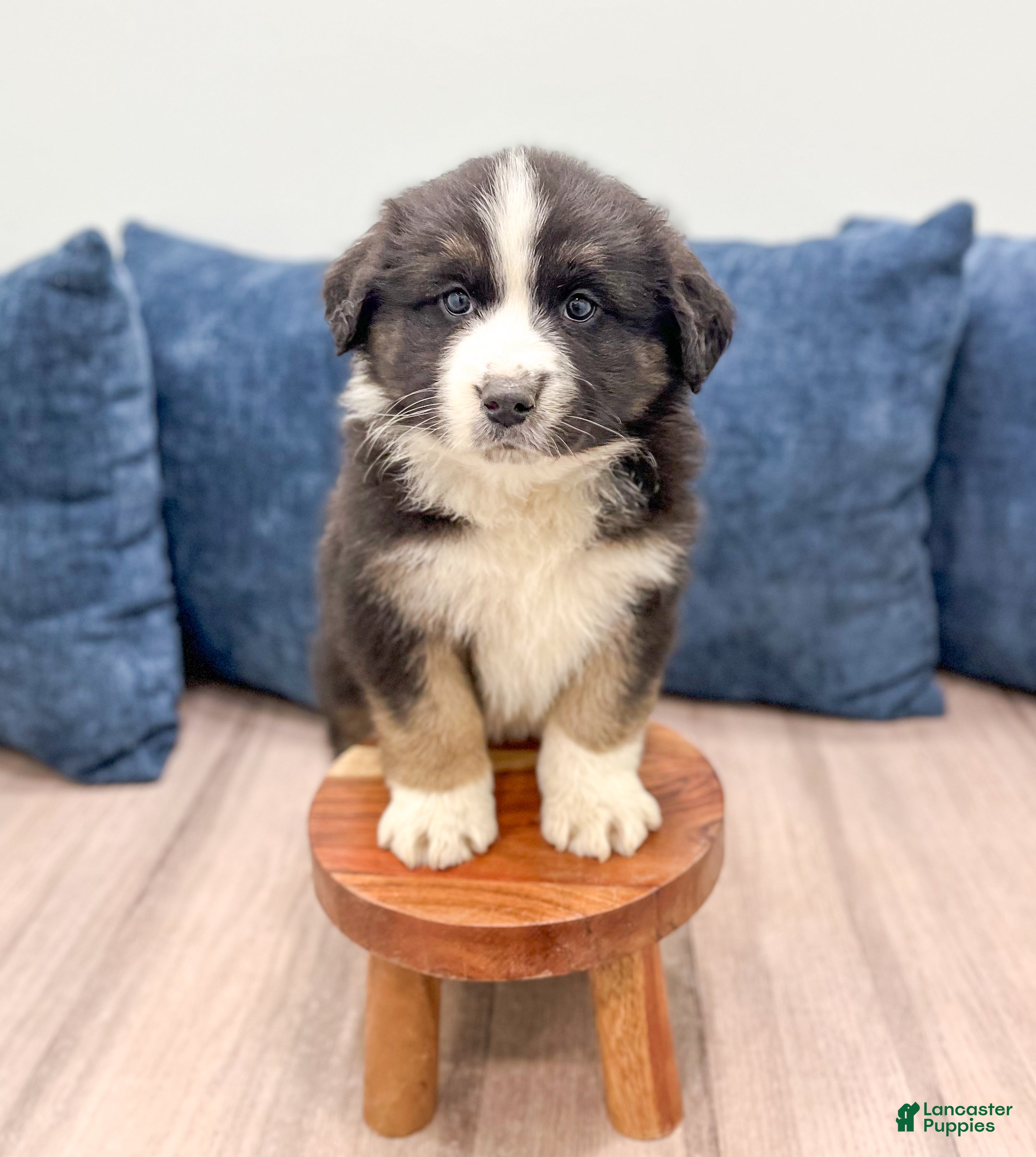 Australian Shepherd dogs Charlie - Ad 29