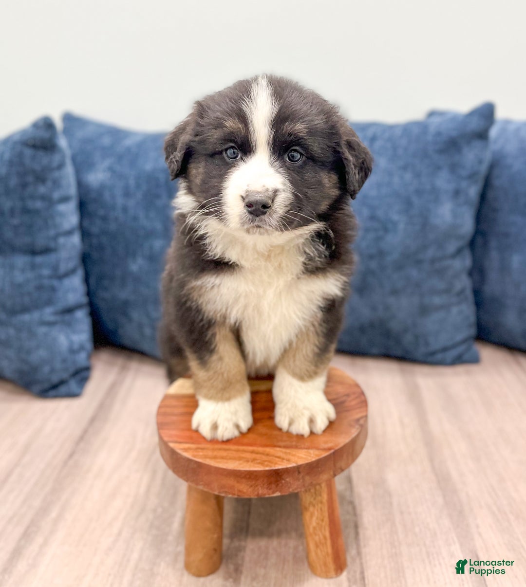 Australian Shepherd dogs for sale: Charlie - Ad 2