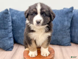Australian Shepherd dogs Charlie - Ad 40