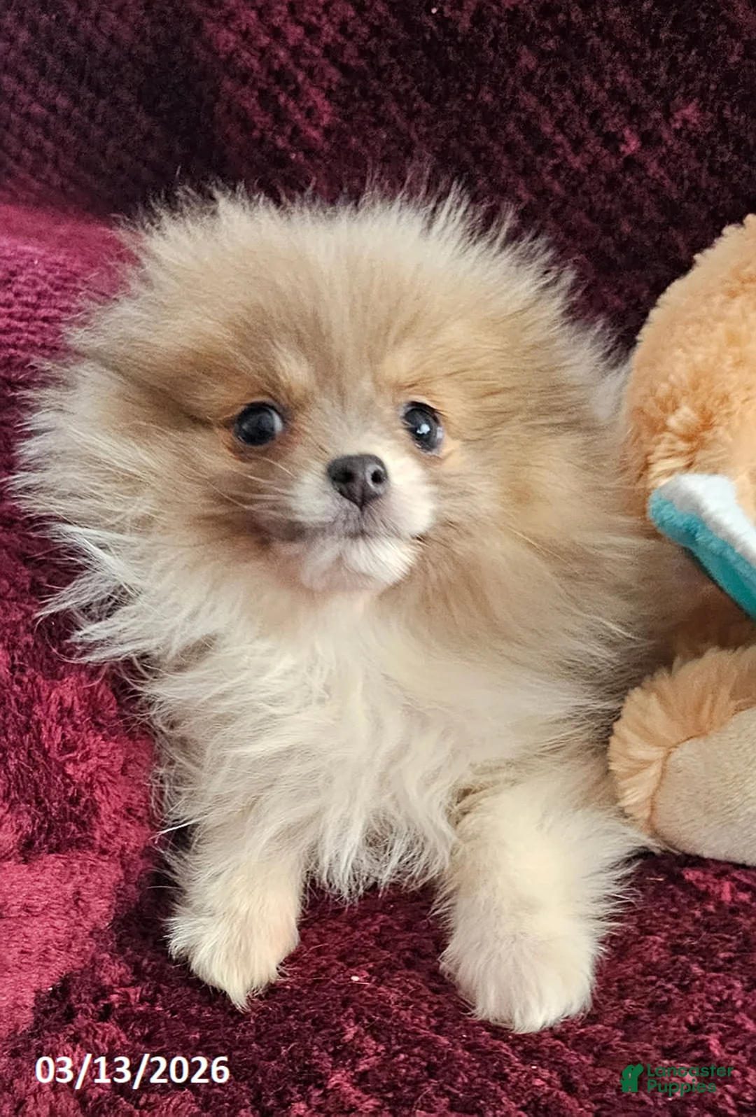 Pomeranian dogs for sale: Kelly - Ad 2