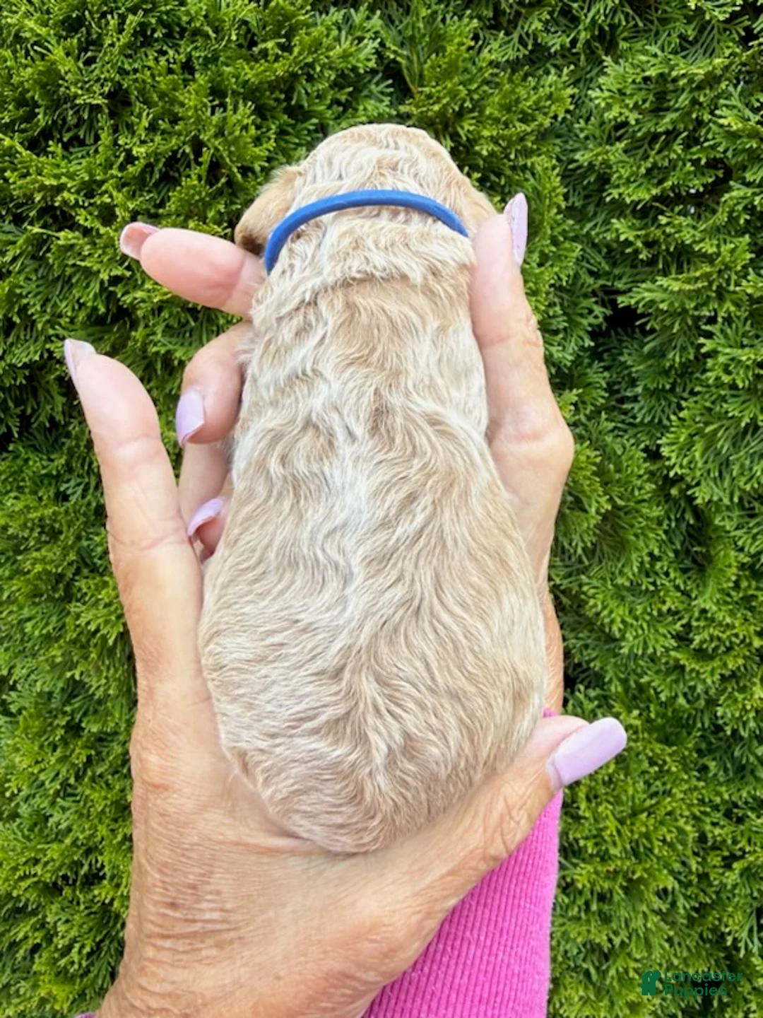Goldendoodle dogs for sale: Dark Blue - Ad 2