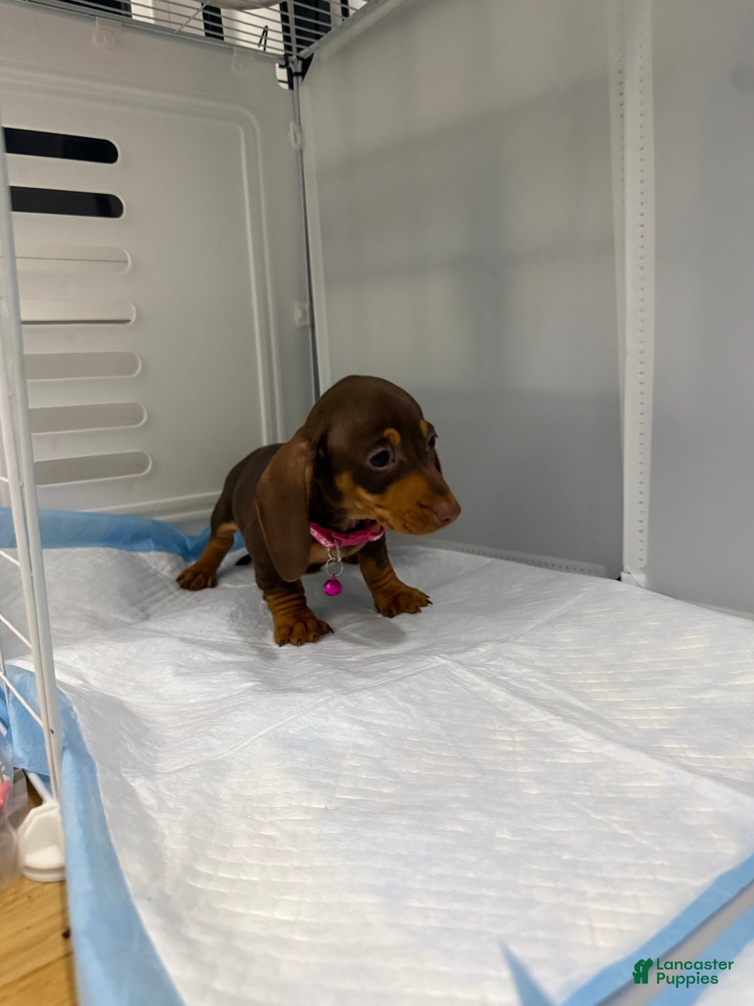 Miniature Dachshund dogs for sale: Teacup Chanel - Ad 10