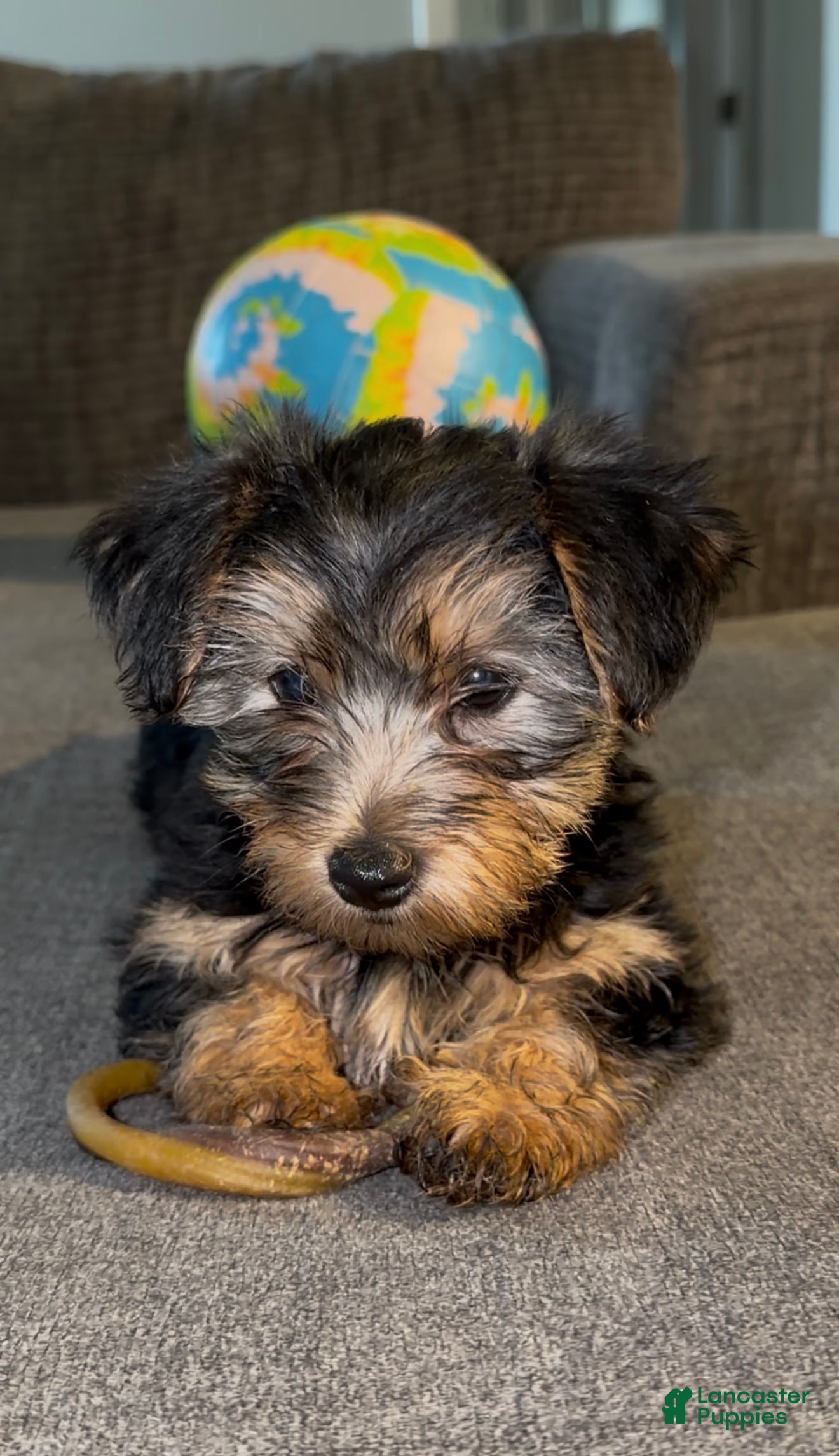 Yorkshire Terrier dogs Yorkshire Terrier Puppy 1 - Ad 37