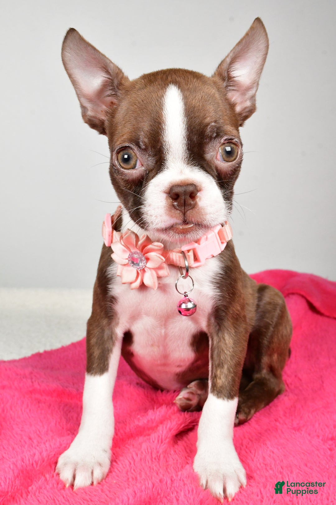 Boston Terrier dogs for sale: Ramona - Ad 6