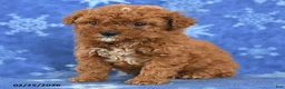 Miniature Poodle dogs for sale: Freddy - Ad 2
