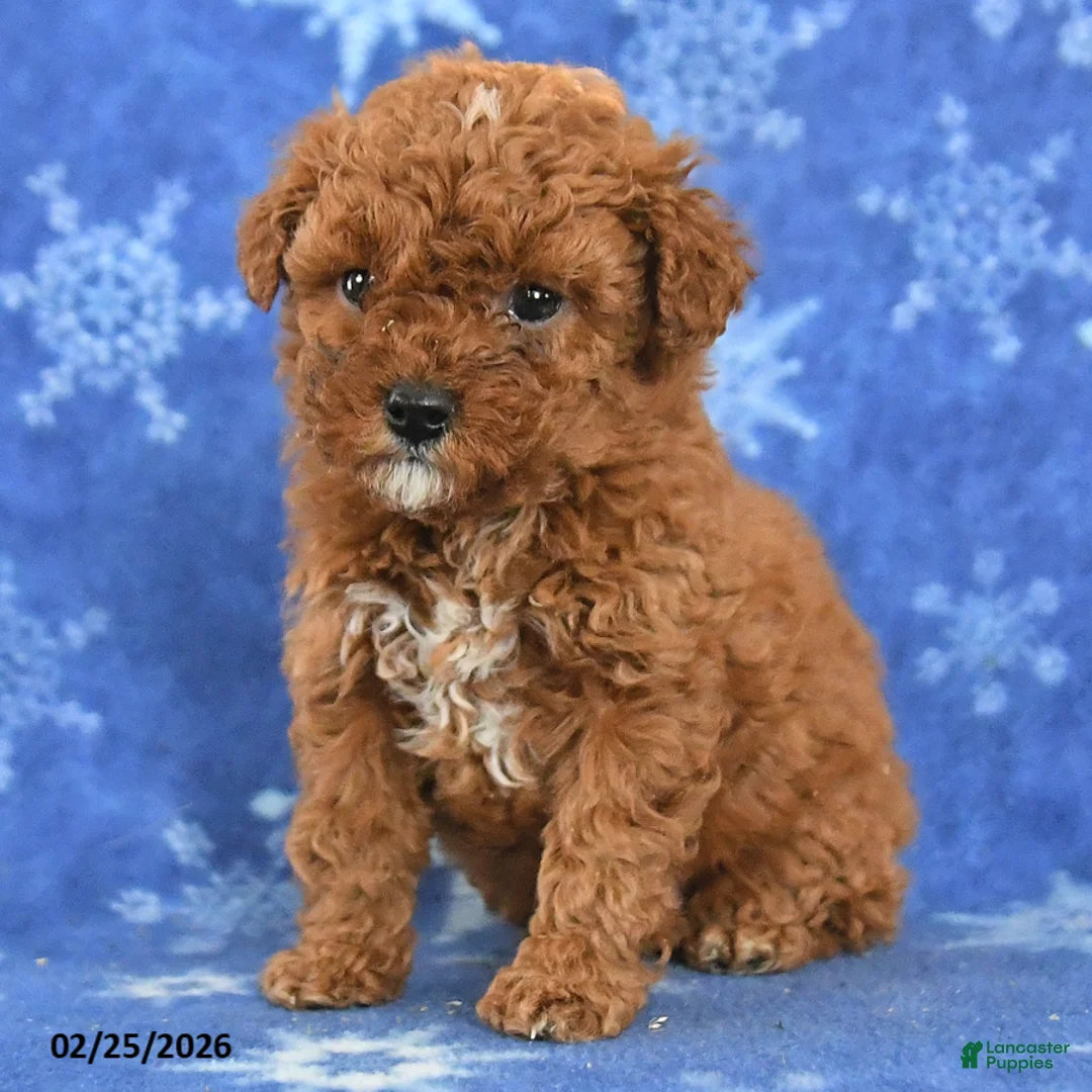 Miniature Poodle dogs for sale: Freddy - Ad 2
