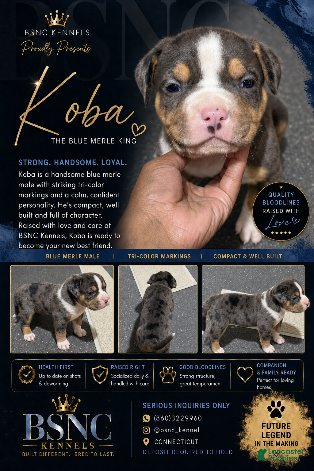 American Bully dogs Koba - Ad 1