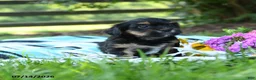 English Cocker Spaniel dogs for sale: Norman - Ad 2