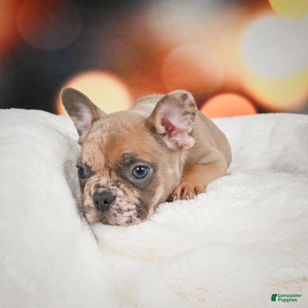 French Bulldog dogs for sale: Gus - Ad 5