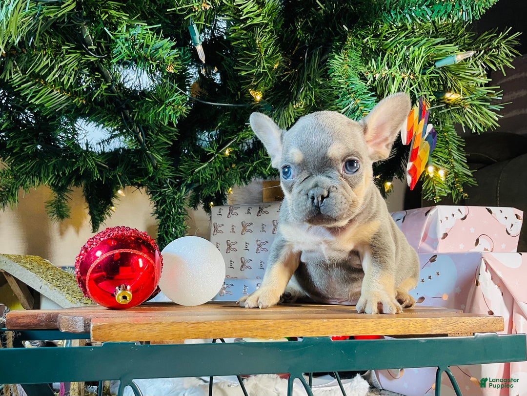 French Bulldog dogs for sale: PABLO - Ad 9