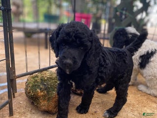 Goldendoodle dogs - Ad 10