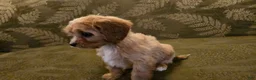 Cavapoo dogs for sale: Whitney - Ad 4