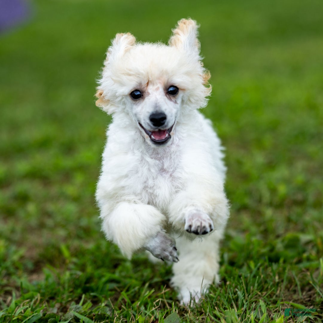 Toy Poodle dogs for sale: Oscar - Ad 1