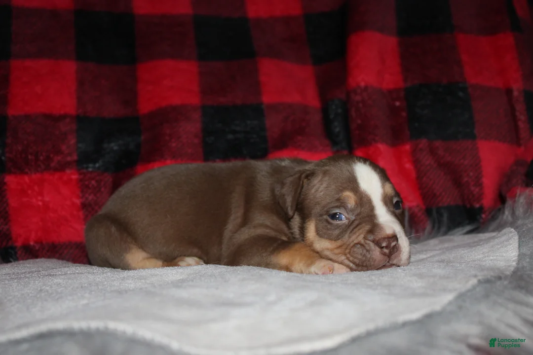 American Bully dogs for sale: Kodiak aka Kody - Ad 1