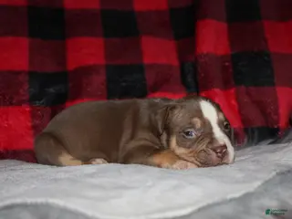 American Bully dogs for sale: Kodiak aka Kody - Ad 1