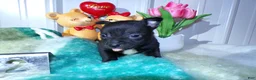 Chihuahua dogs for sale: Chihuahua Puppy 2 Rorie - Ad 4