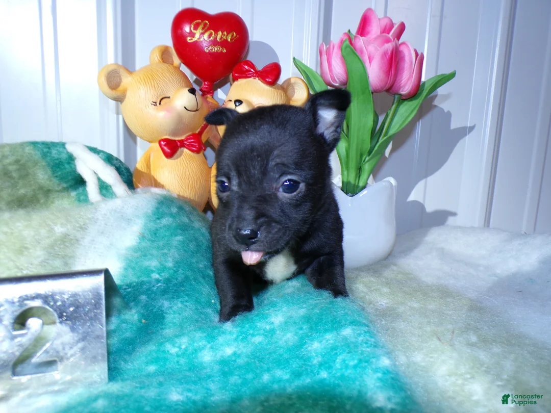 Chihuahua dogs for sale: Chihuahua Puppy 2 Rorie - Ad 4