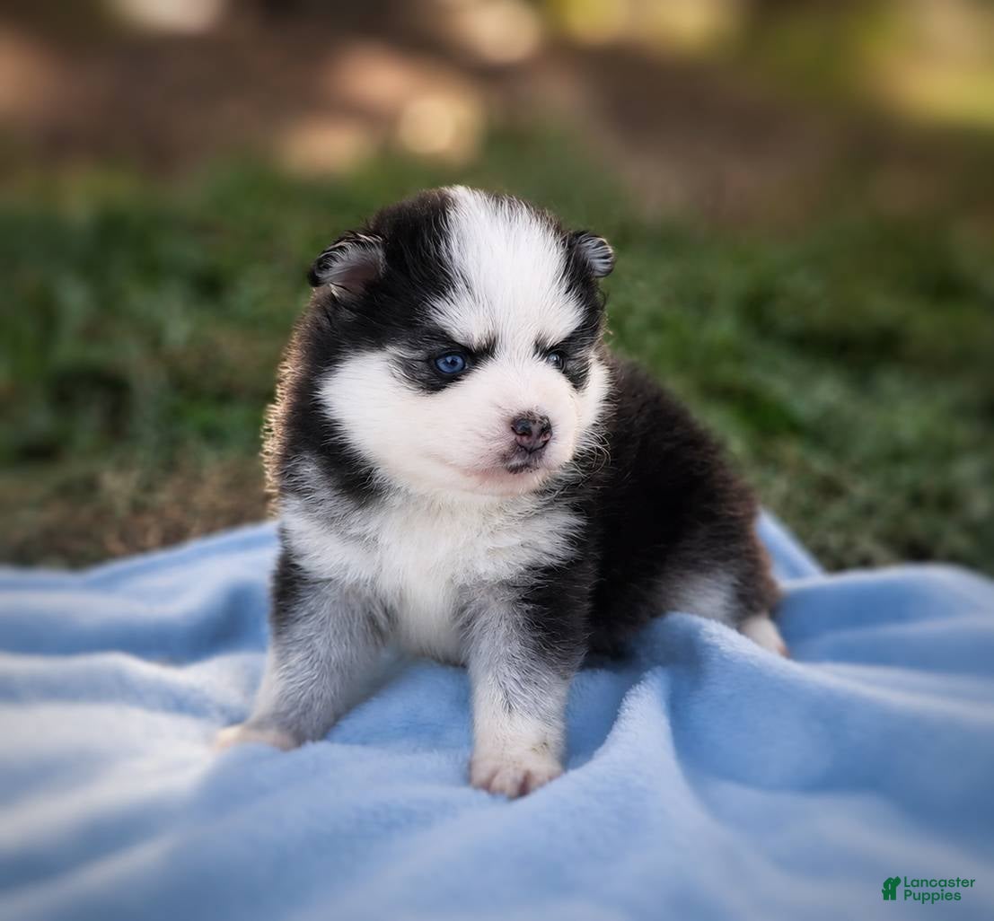 Pomsky dogs Pomsky Puppy Boy - 3 of 5 - Ad 27