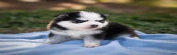 Pomsky dogs for sale: Pomsky Puppy Boy - 4 of 5 - Ad 17