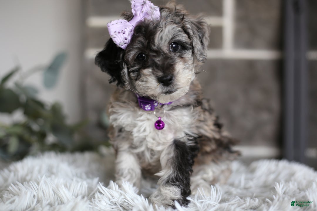 Miniature Poodle dogs for sale: Evie - Ad 17