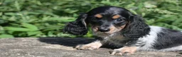 Miniature Dachshund dogs for sale: Bella - Ad 11