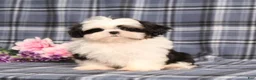 Shih Tzu dogs for sale: Jaxon  - Ad 3