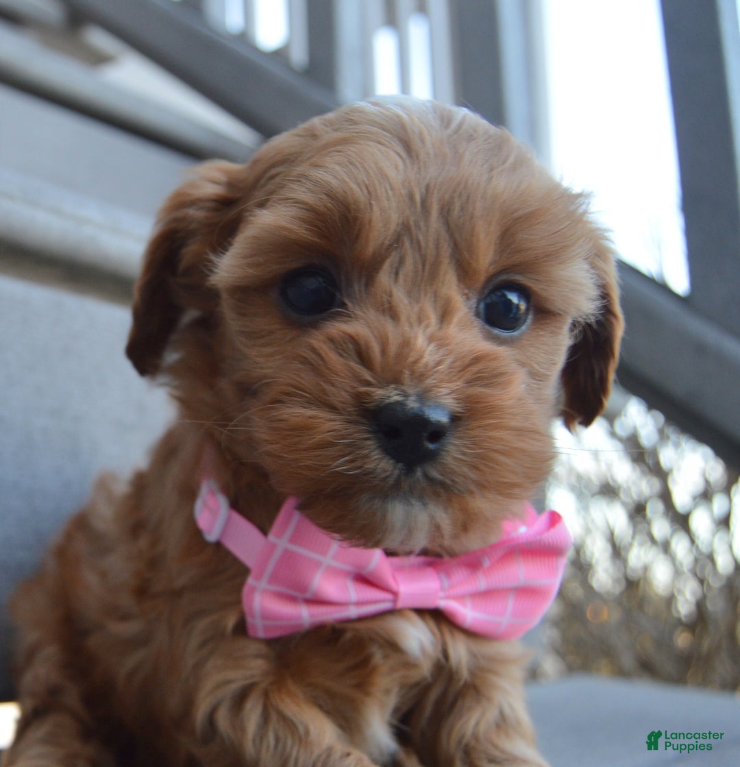 Cockapoo dogs for sale: Cookie - Ad 4