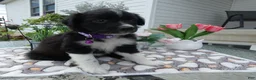 Mixed Breed dogs for sale: Mixed Breed 5 Daisey - Ad 4