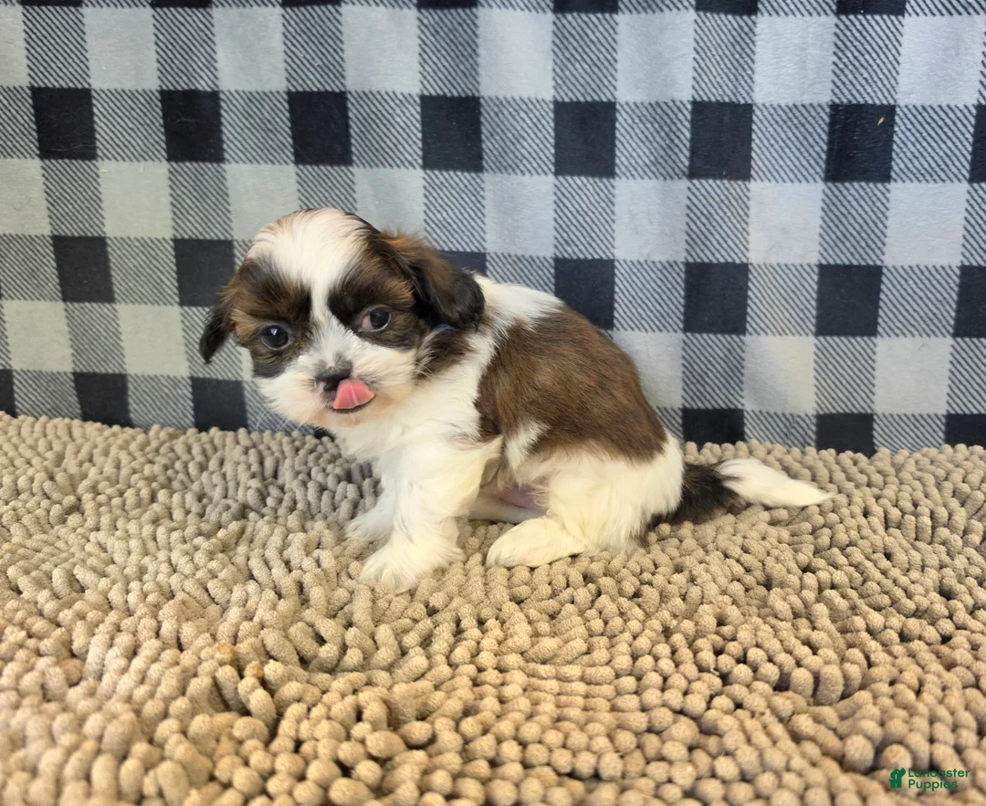 Shih Tzu dogs for sale: Aaron - Ad 5