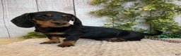 Miniature Dachshund dogs for sale: Fritz - Ad 9
